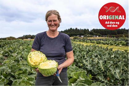 Origenaler Kål