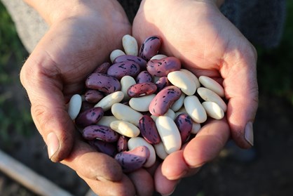 Pexels Runner Beans 1835646 1920