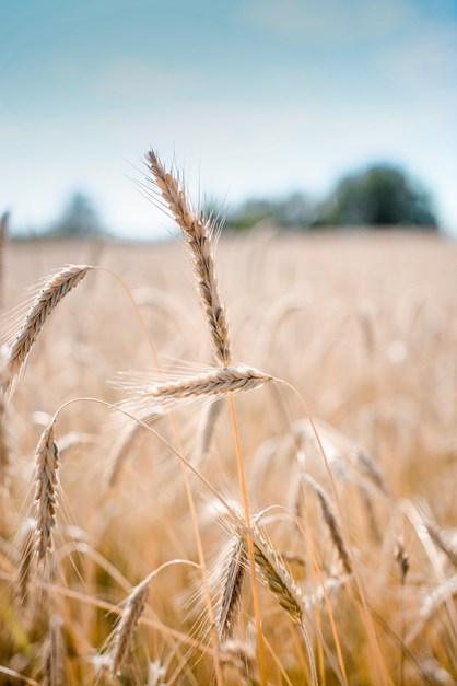 Bubbiomarco Wheat 5996781 1920
